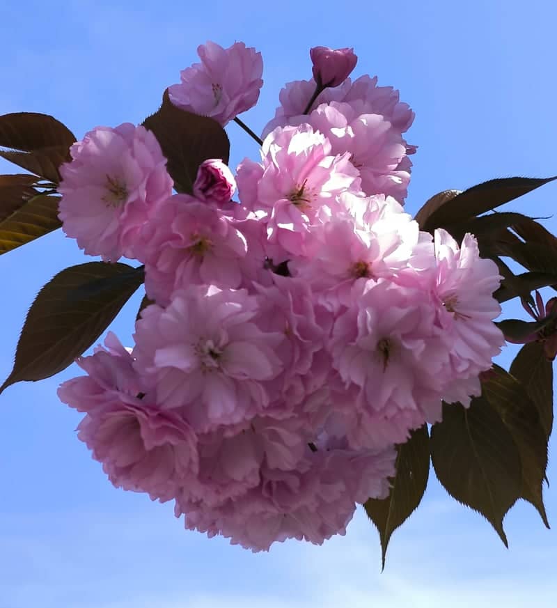 Saluzzo Spring Blossoms - Image 1