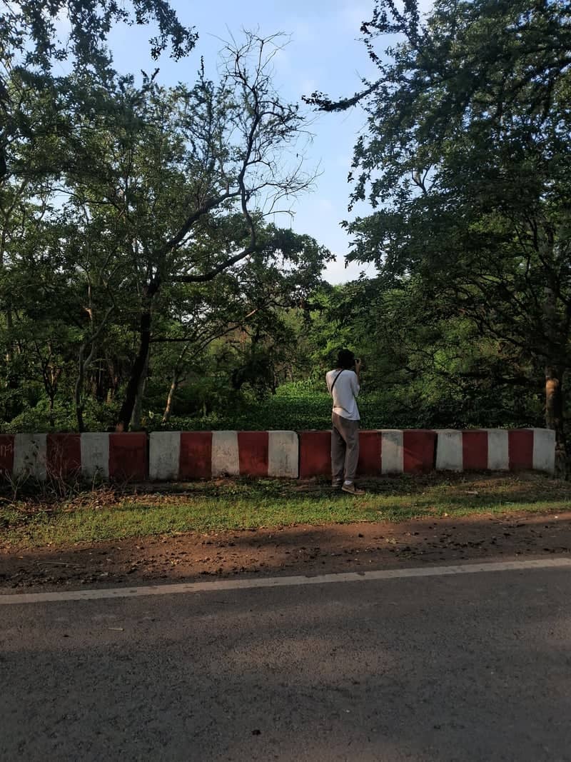 Nandan Van Forest Roadside - Image 1