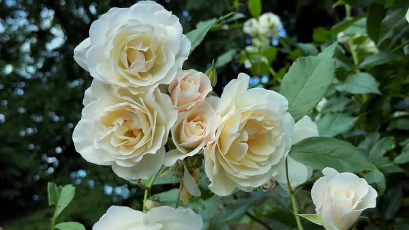 Shepley Village Garden Blooms - Image 1