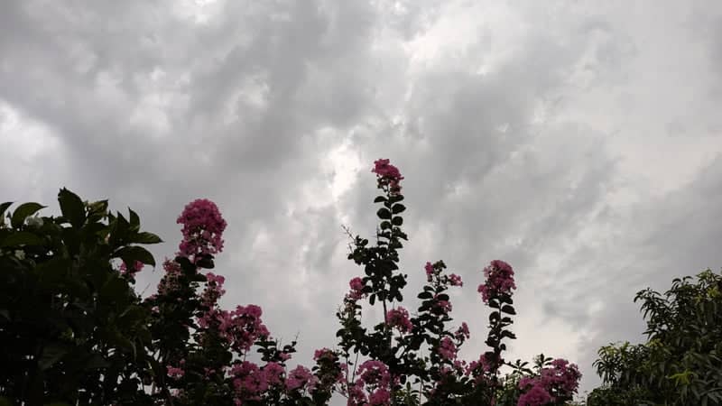 Gujranwala Garden Blooms - Image 1