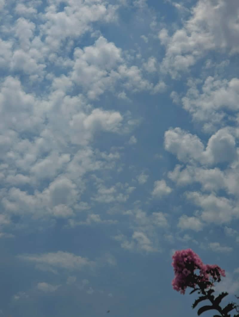 Gujranwala Sky and Blooms - Image 1