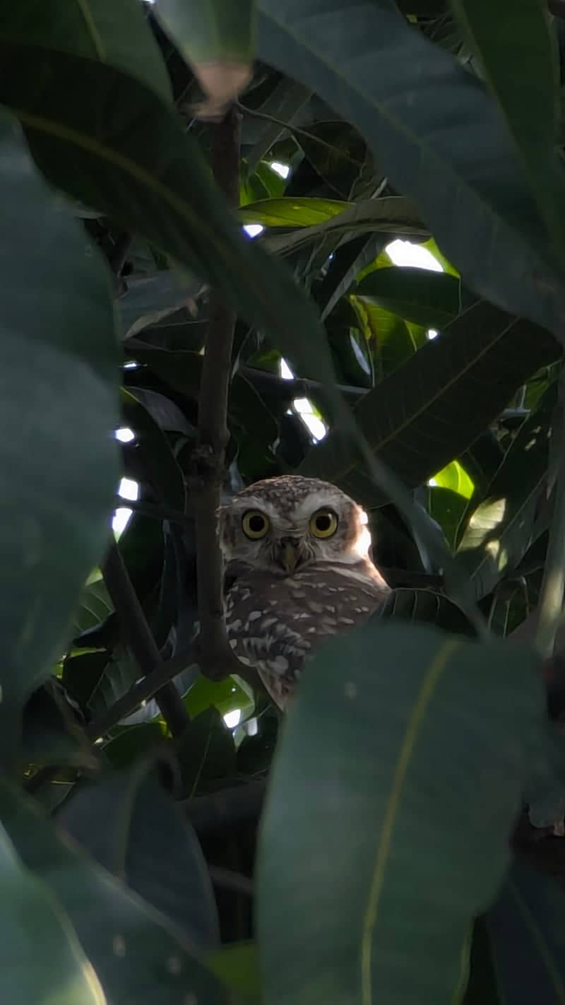 Spotted Owlet Roost, Gujranwala - Image 1