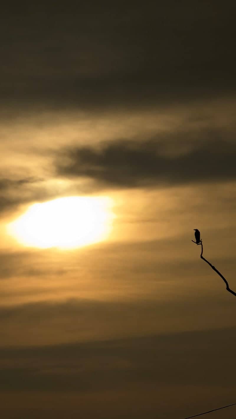 Gujranwala Sunset Silhouette - Image 1