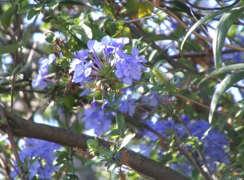 Moreno Valley Garden Blooms - Image 1