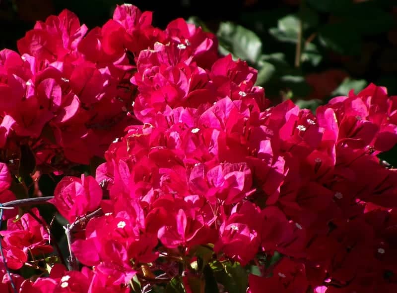 Maidenhair Street Floral Display - Image 1
