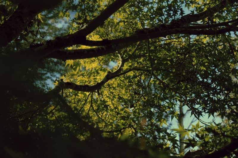 Clackamas Garden Foliage - Image 1