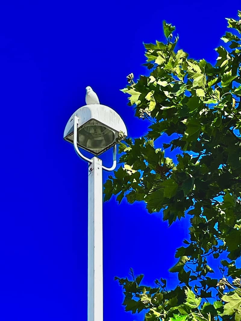 Cedar Point - Image 1