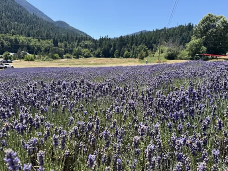 Lavender Fields Forever - Image 1