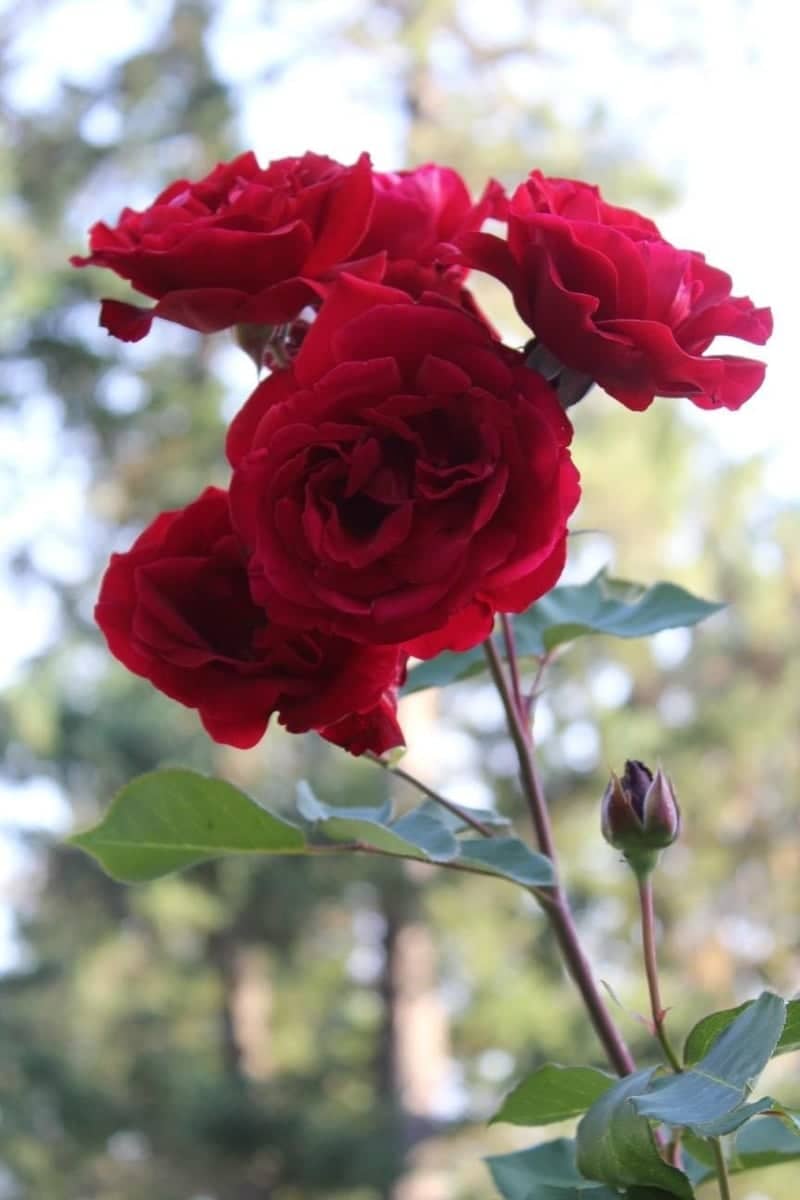 Red Rose Garden - Image 1