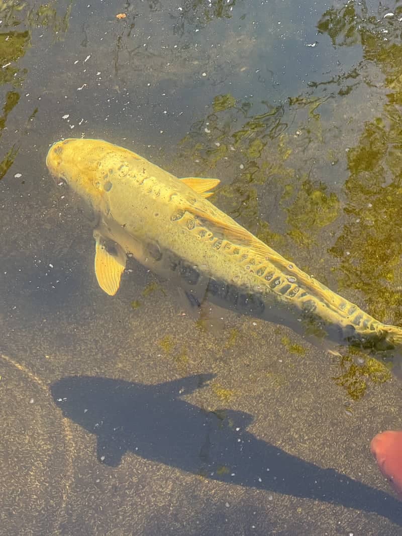 Lithia Park Koi Pond - Image 1
