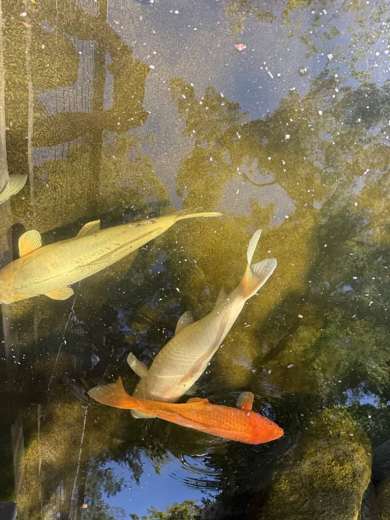 Lithia Park Koi Pond - Image 1