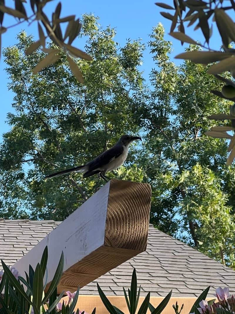 Bakersfield Garden Wildlife - Image 1