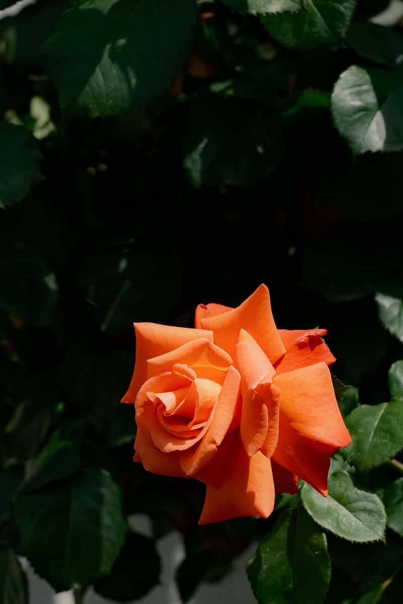 Nojorid Village Garden - Image 1