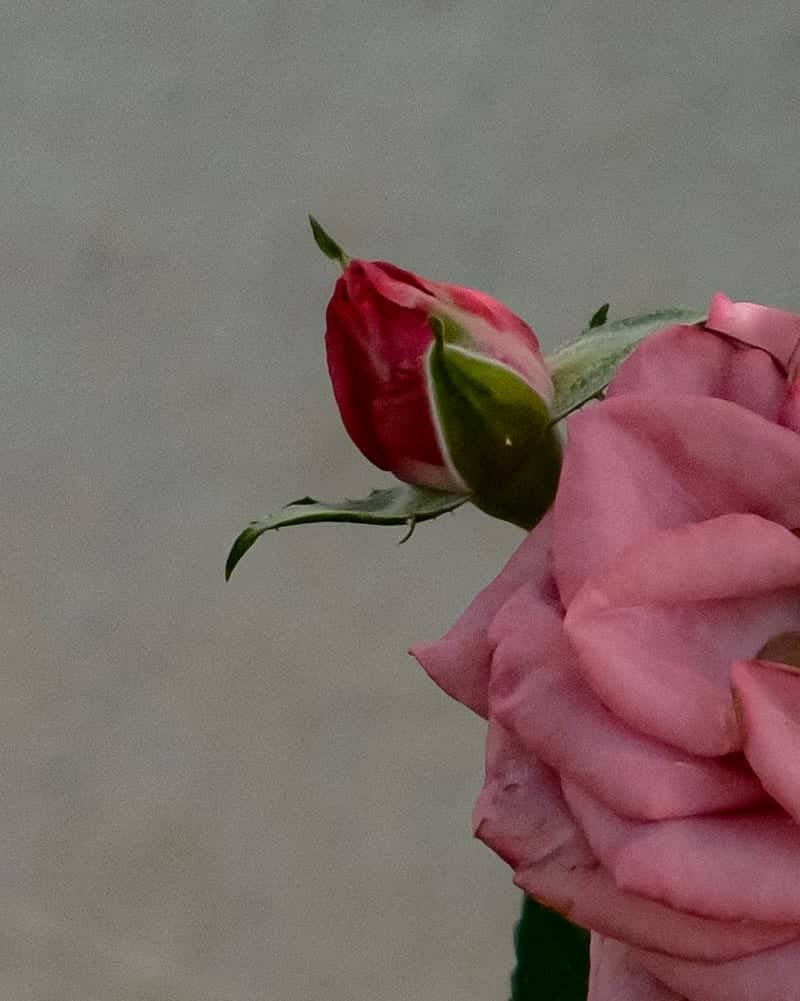 Nojorid Rose Garden - Image 1