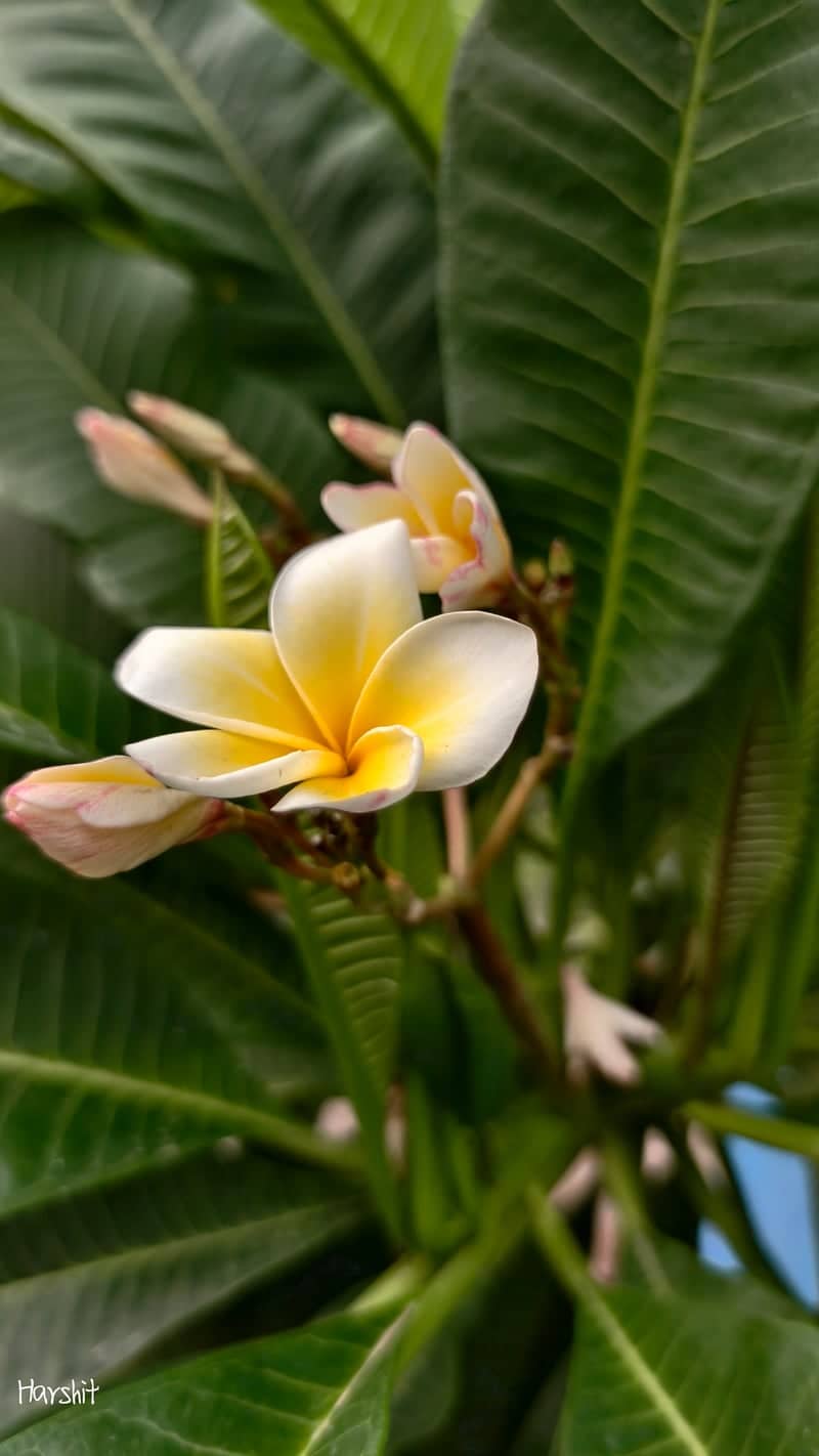 Frangipani Garden near Zydus Hospital - Image 1