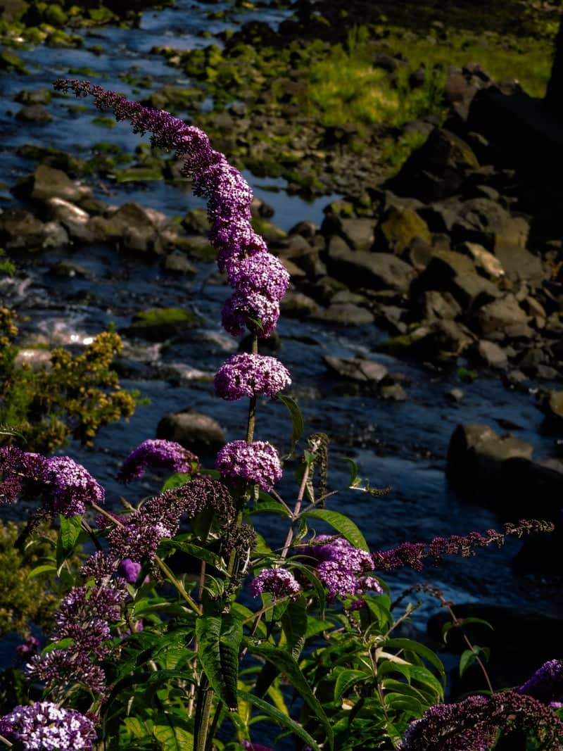 Isle of Mull Riverside Flora - Image 1