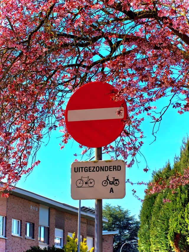 Spring Blossoms on Vissenakenstraat