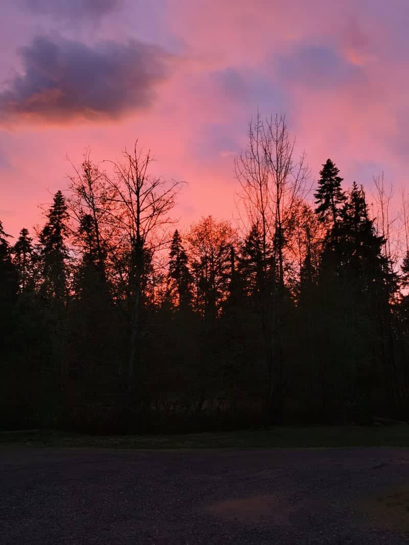 Royston Woodland Sunset - Image 1