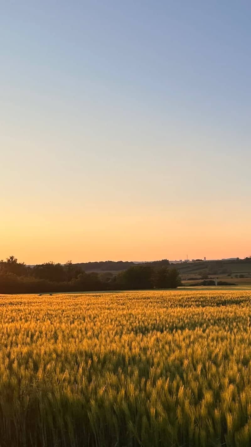 Middletown Golden Wheat Fields - Image 1