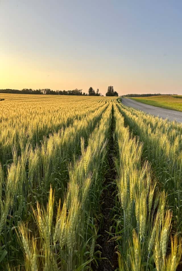 Kelvington Wheat Fields