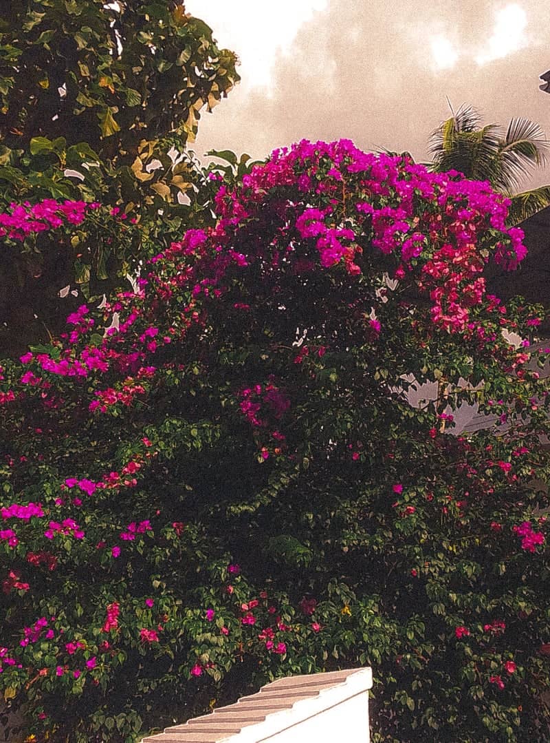 Kerala Bougainvillea Garden - Image 1