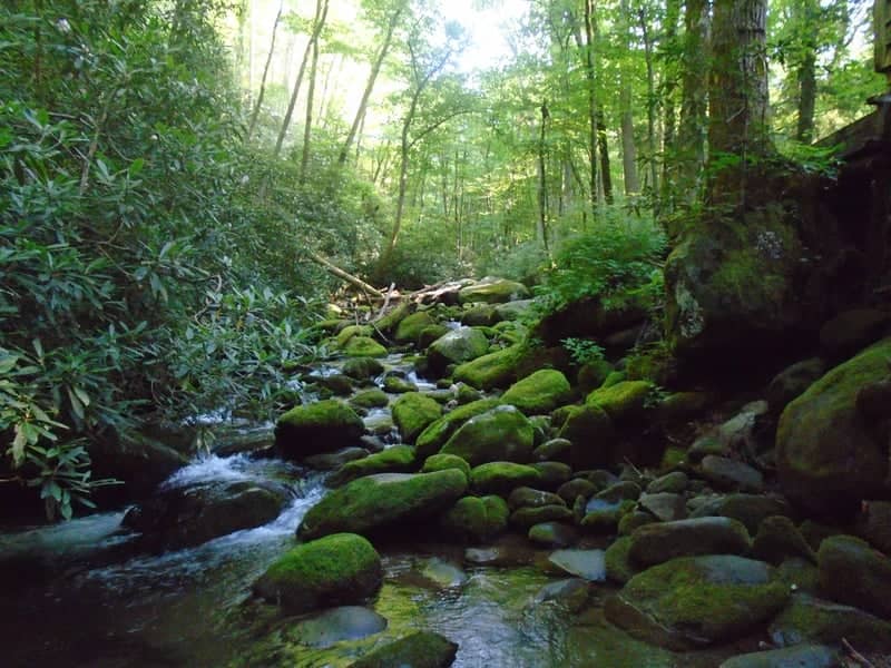 Mossy Creek at Prentice Cooper State Forest - Image 1