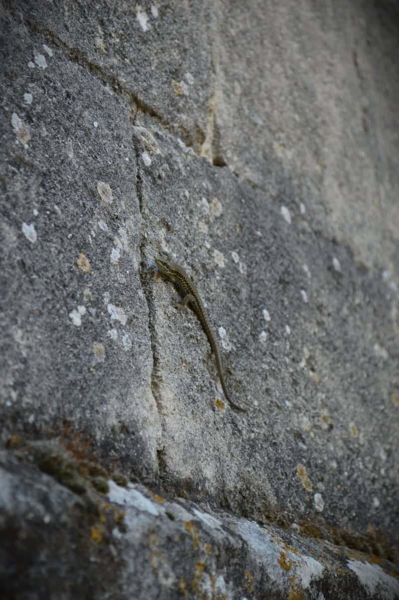 Céreste Village Walls - Image 1