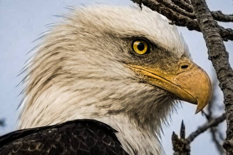 Utah Lake Bald Eagle Habitat - Image 1