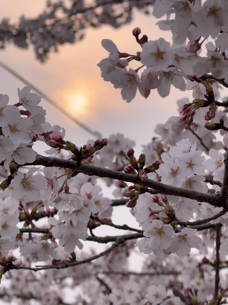 Kiso River Riverside Cherry Blossoms - Image 1