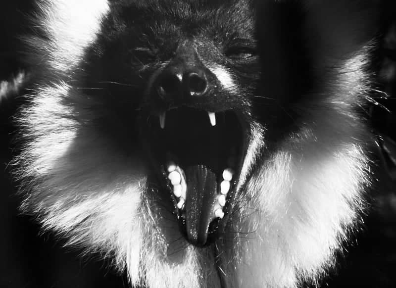 Paradise Wildlife Park - Image 1