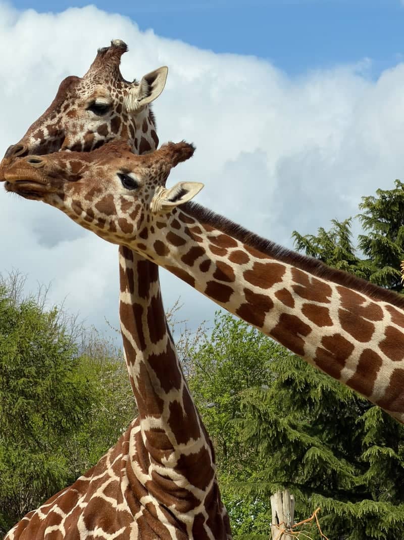 Colchester Zoo - Image 1