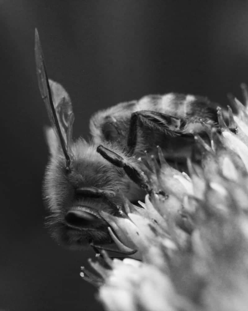 Wormley Wood Nature Reserve - Image 1