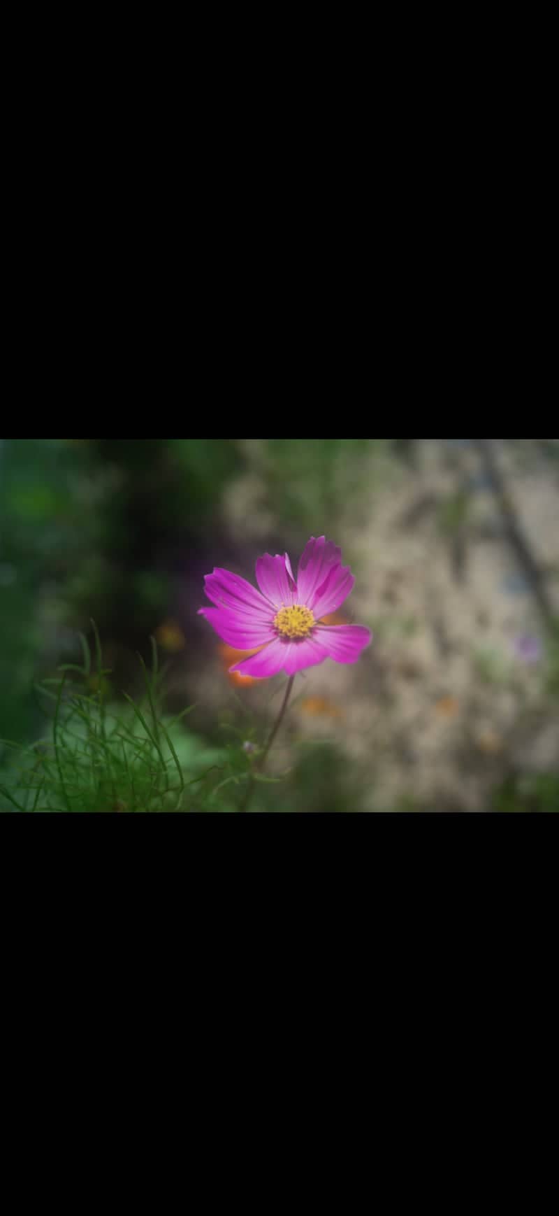 League City Garden Blooms - Image 1