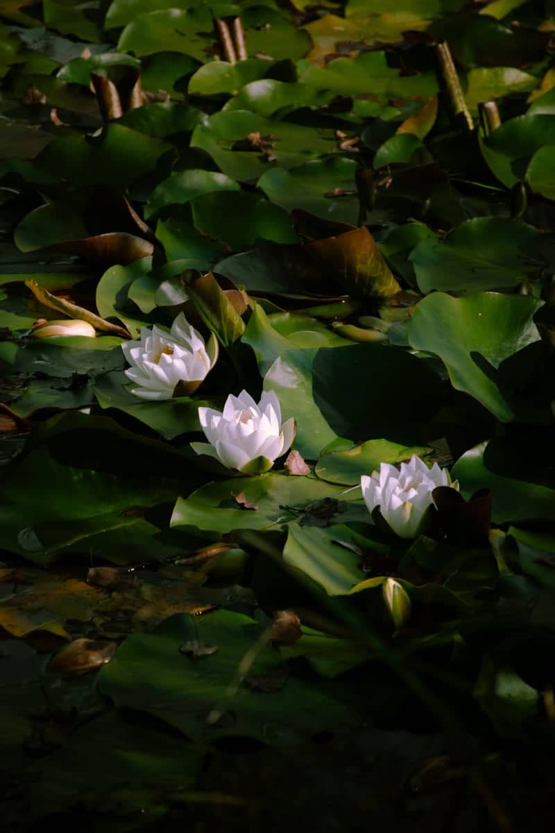 Water Lily Pond, Sondrio - Image 1