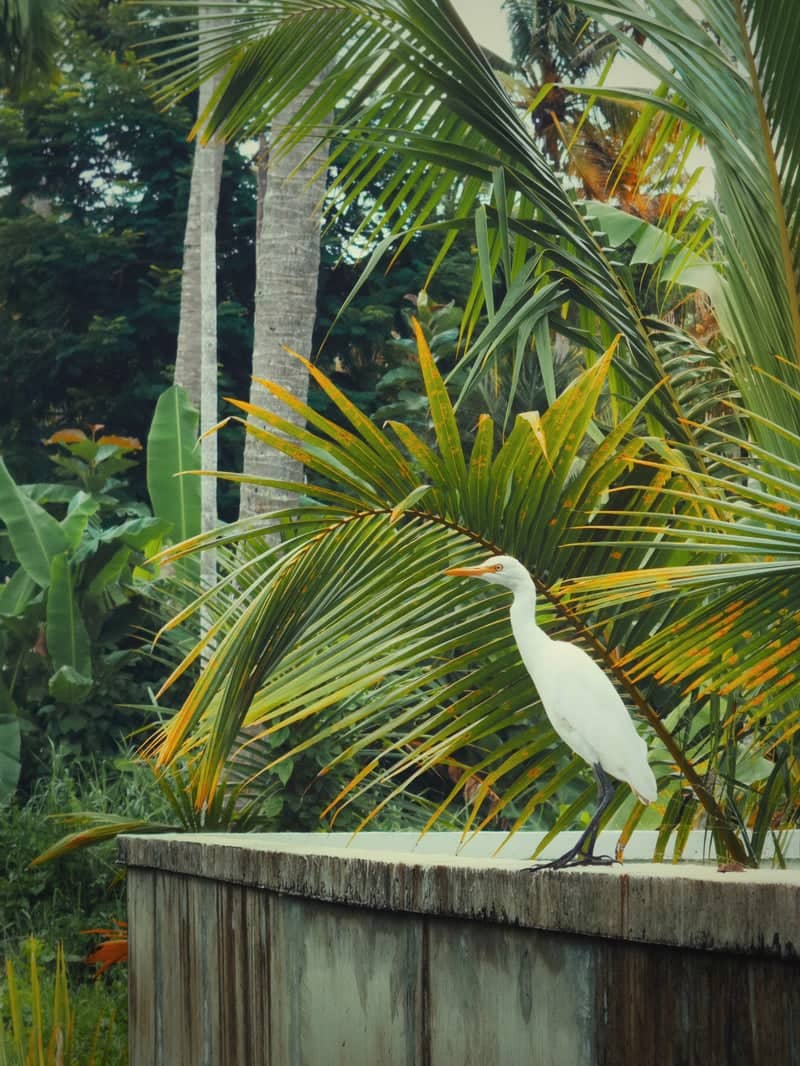 Tropical Garden in Kottayam - Image 1