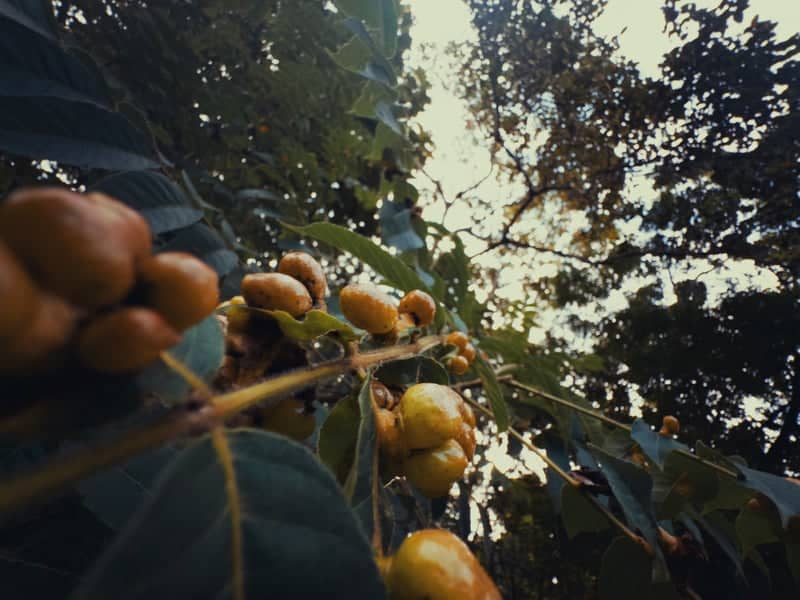 Ayurkunnam Tropical Canopy - Image 1