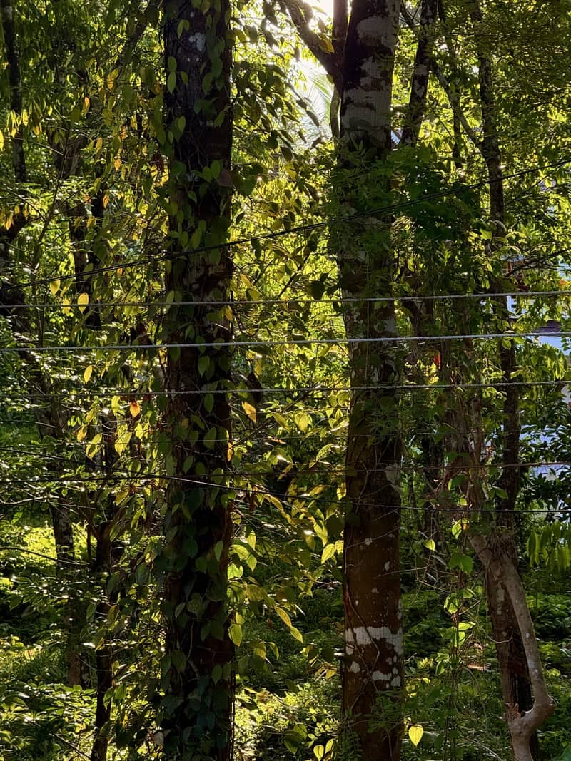 Nilambur Forest Plantation - Image 1