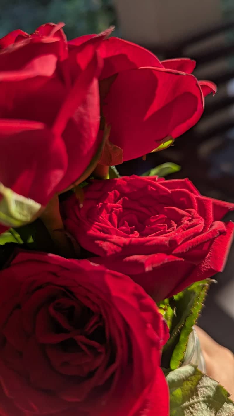 Pala Rose Garden - Image 1