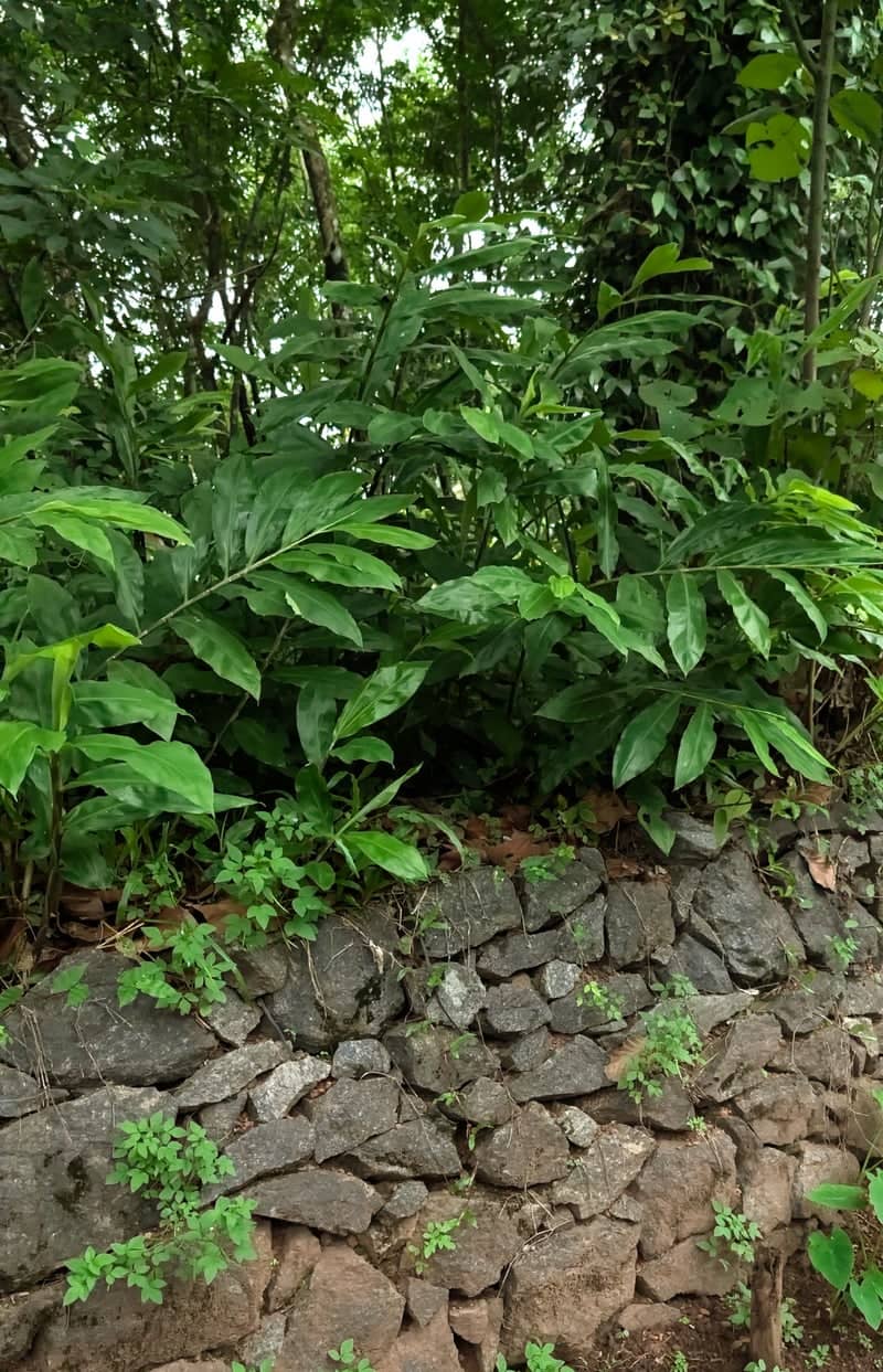 Nedumangad Rural Greenery - Image 1