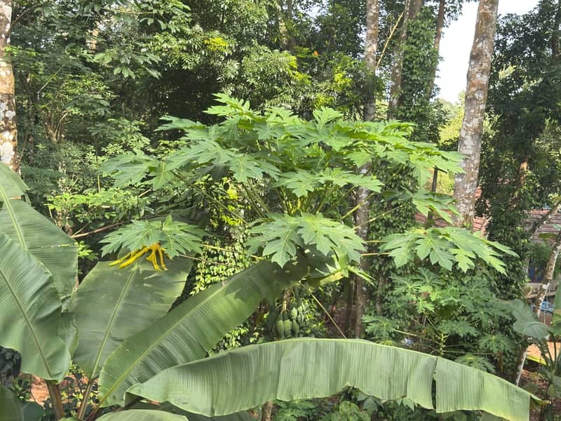 Tropical Garden in Kerala - Image 1