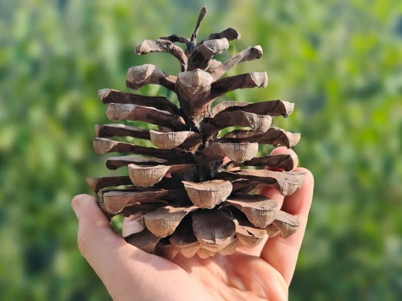 Pinecone Detail in Peshawar Park - Image 1