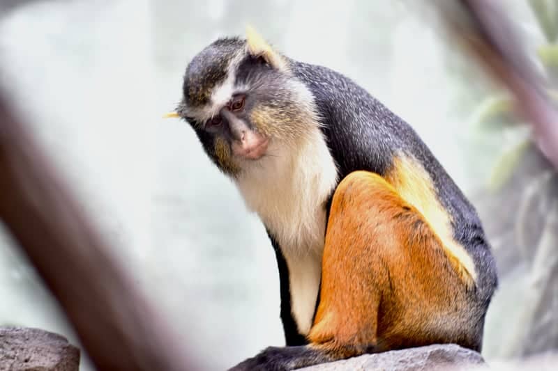 Bronx Zoo - Image 1