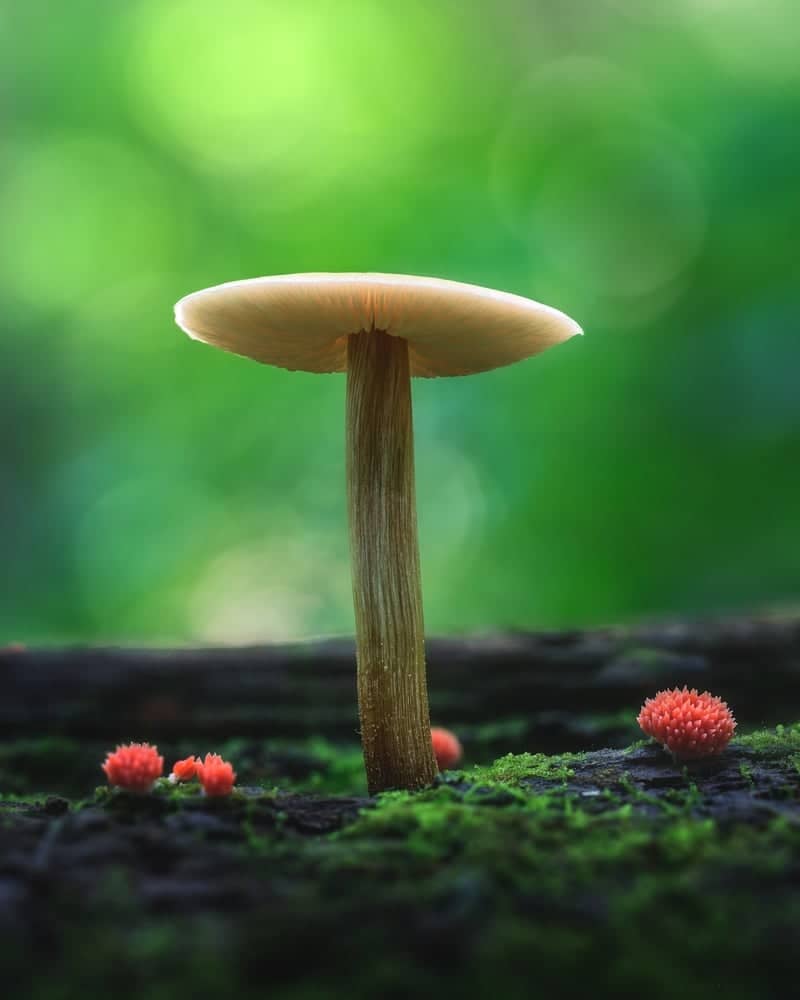 Great Smoky Mountains Forest Floor - Image 1