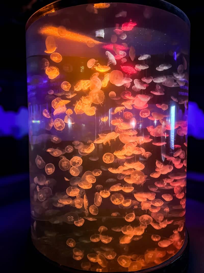 The Maritime Aquarium at Norwalk - Image 3