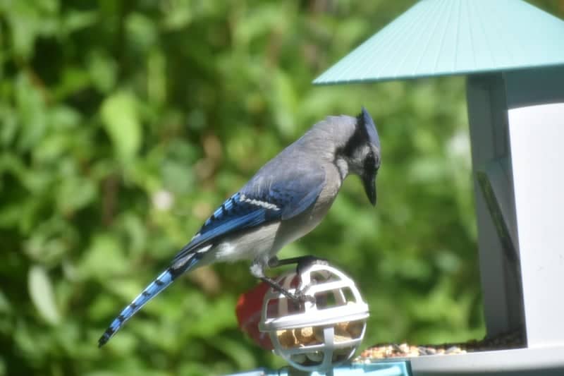 Conway Backyard Birding - Image 1