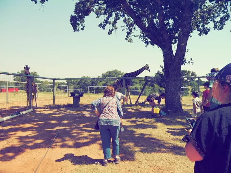 North Texas Safari Park - Image 2