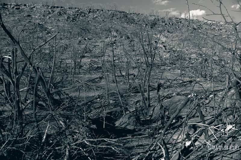 Highway 337 Burned Landscape - Image 1