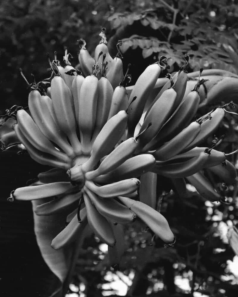 Jeddah Garden Flora - Image 1