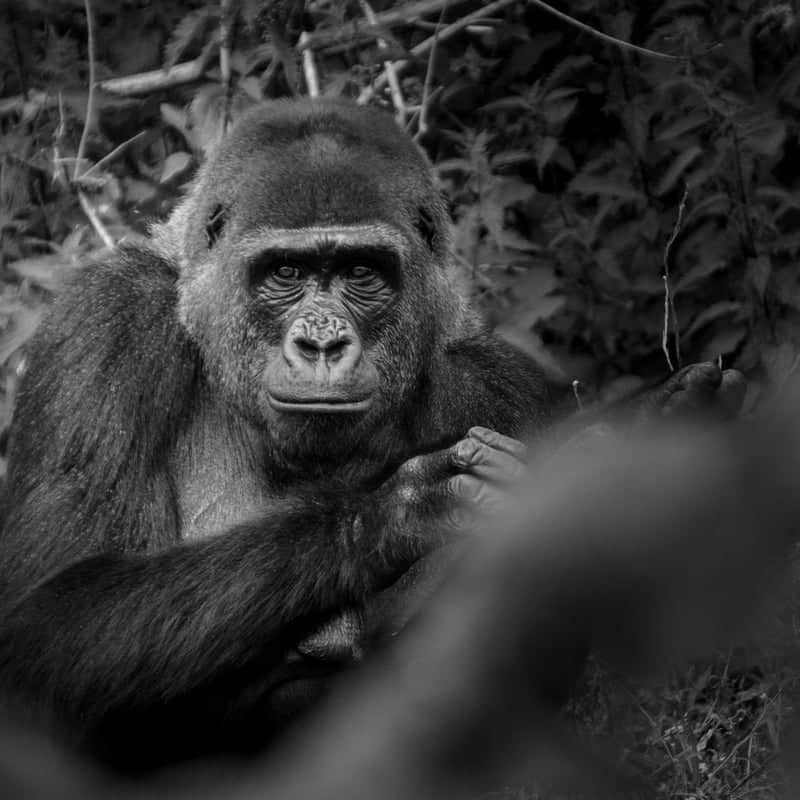 Bristol Zoo Project - Image 1