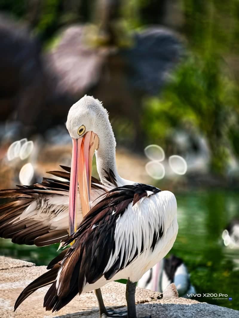 Ragunan Zoo - Image 1